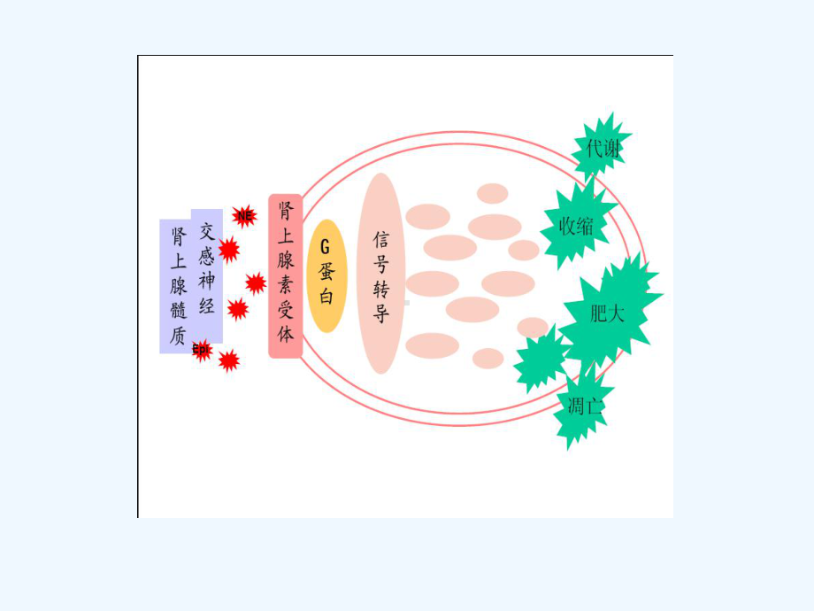 肾上腺素受体(ppt)课件.ppt_第3页