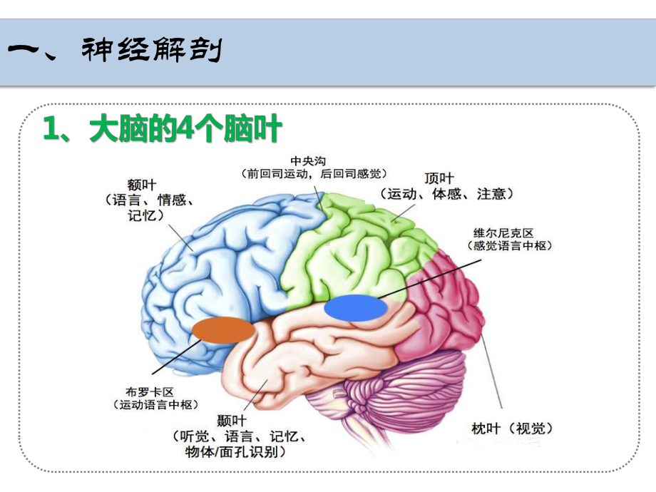 生物医学模型课件.pptx_第2页