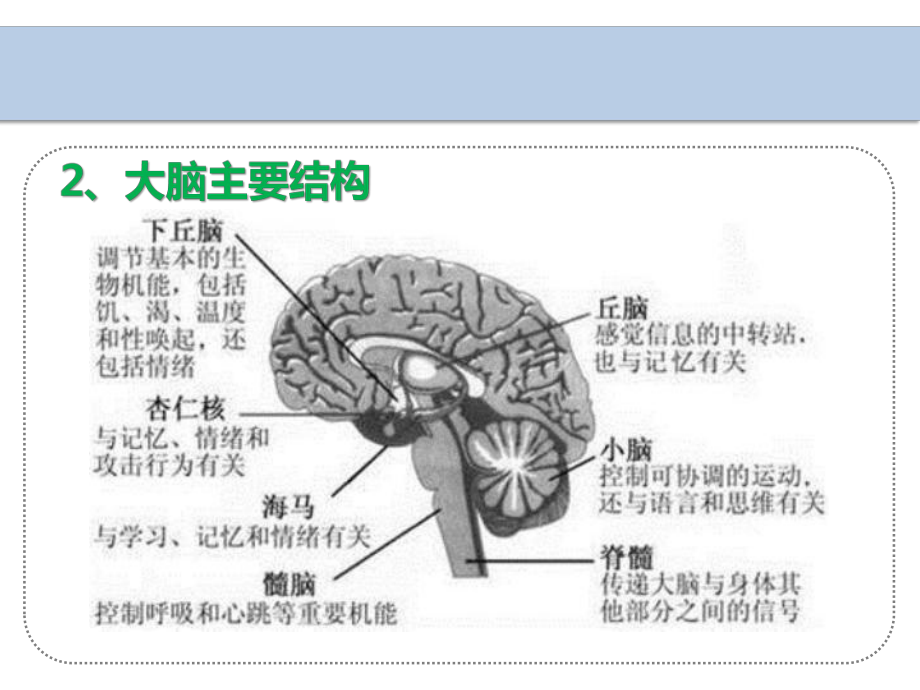 生物医学模型课件.pptx_第3页