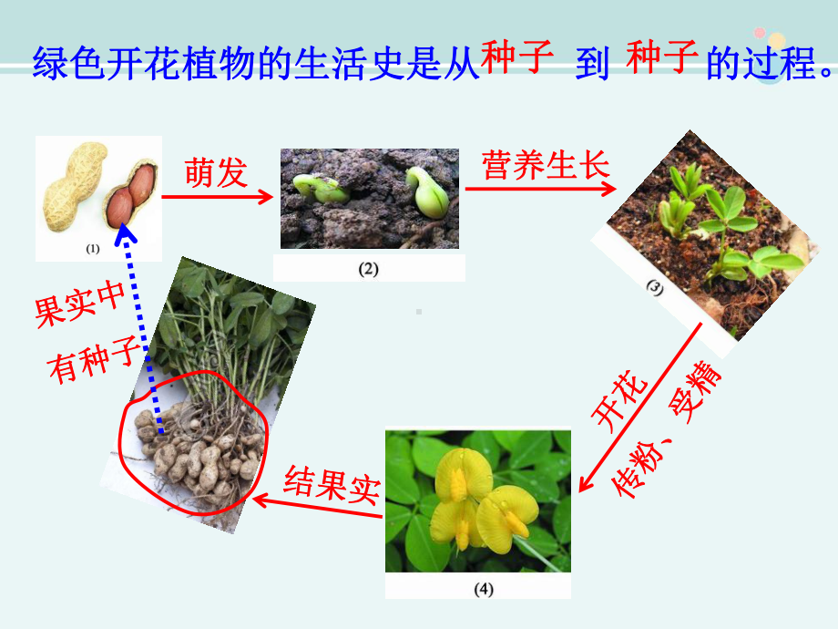 种子的结构与功能李利敏-公开课PPT课件.ppt_第2页