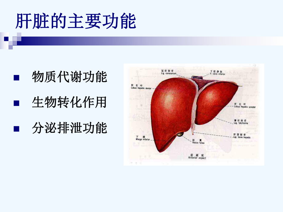 肝病的实验室检查详解课件.ppt_第3页