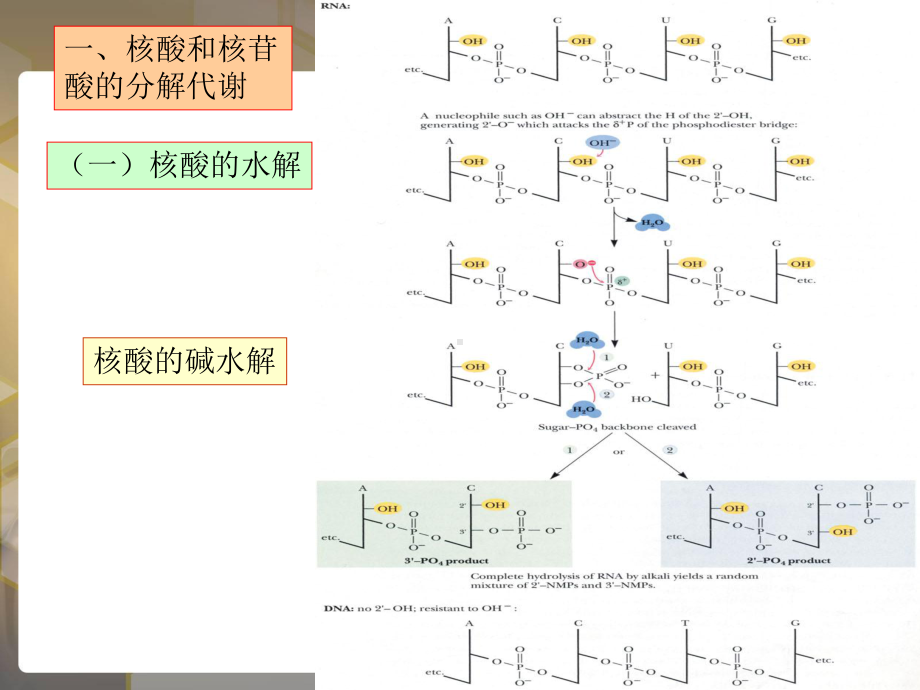 生物化学核苷酸代谢及代谢调控课件.pptx_第2页