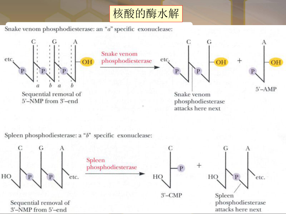 生物化学核苷酸代谢及代谢调控课件.pptx_第3页