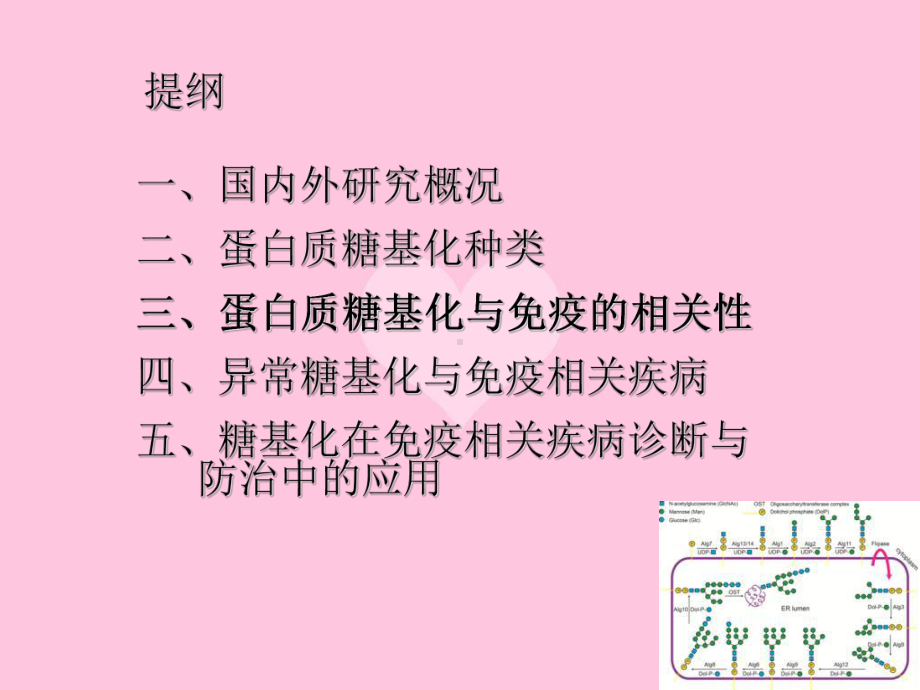 糖基化及免疫博士课课件.ppt_第1页