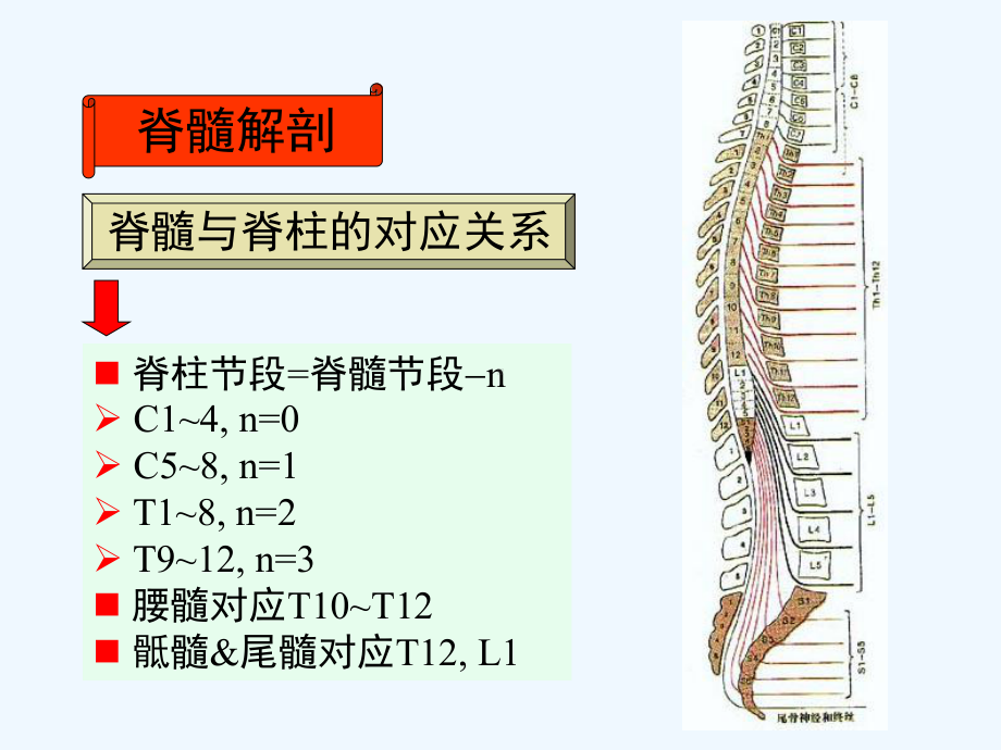 神经病学-脊髓病变[可修改版ppt]课件.ppt_第3页