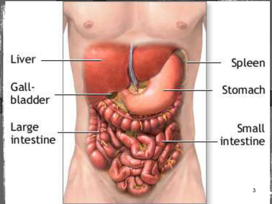 腹部损伤英文课件-医学课件.ppt_第3页