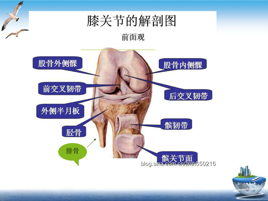 膝关节PPT示范课件.ppt_第3页