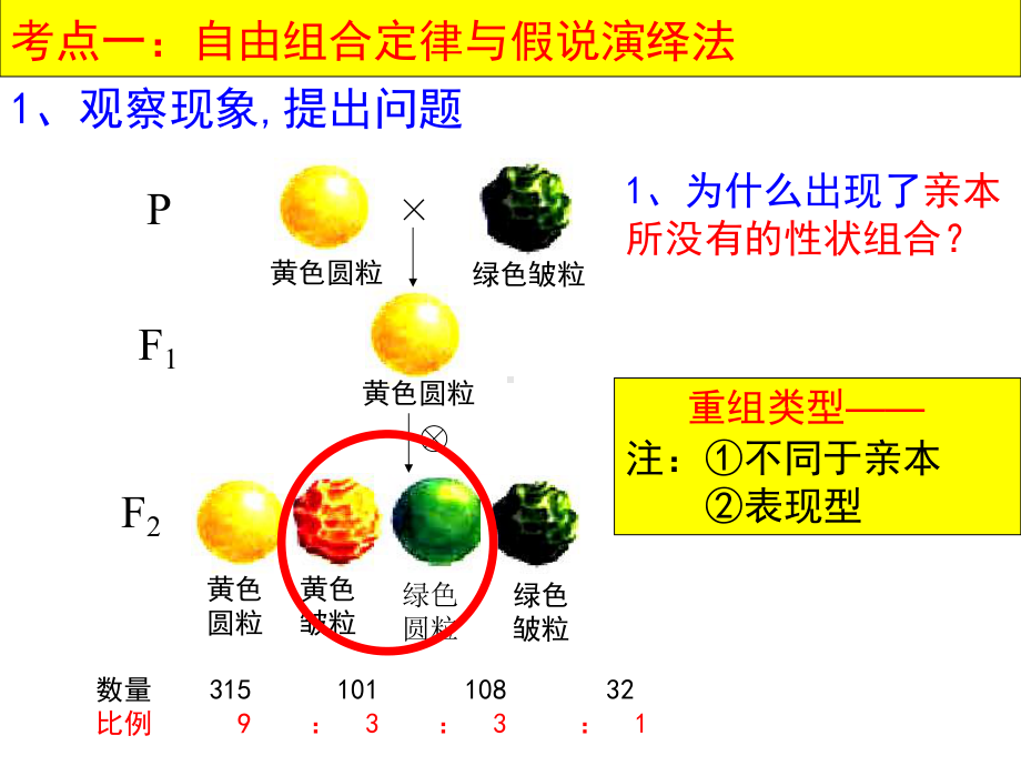 生物一轮复习：-自由组合定律课件.ppt_第3页