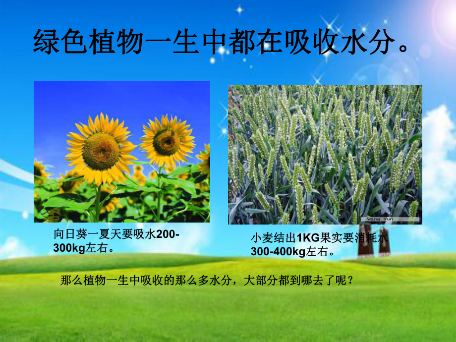 绿色植物与生物圈中的水循环PPT教学课件.ppt_第2页