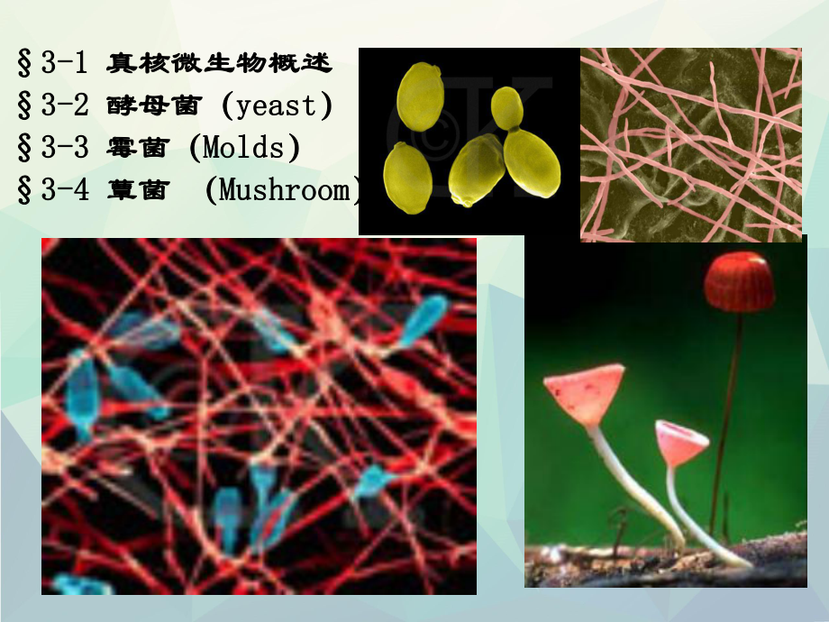 第三章-真核微生物的形态、构造和功能课件.ppt_第1页