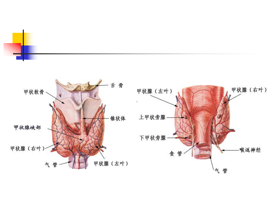 第十章甲状腺功能减退症课件.pptx_第3页