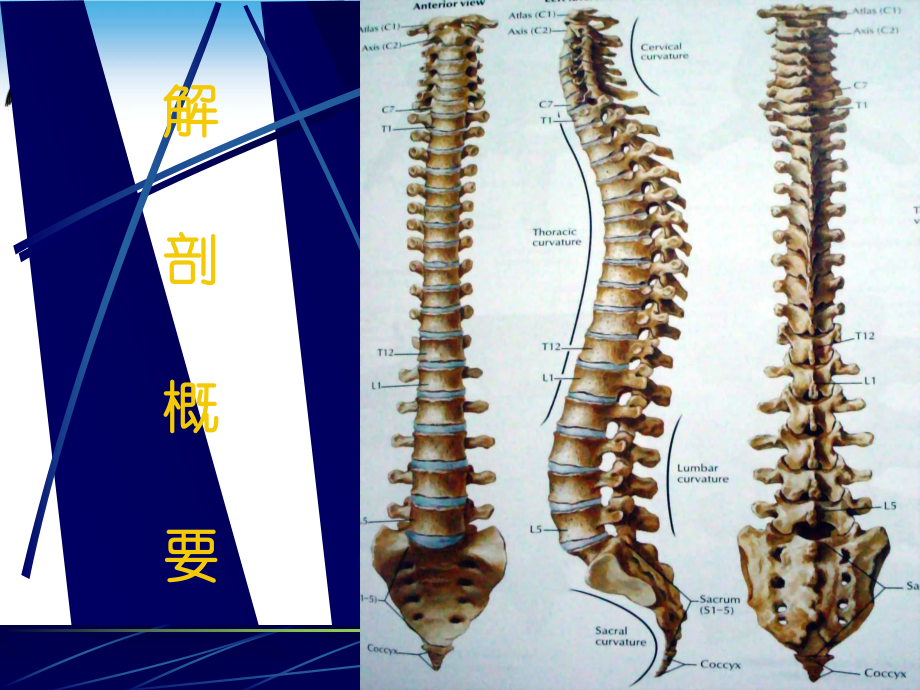 脊柱骨盆骨折课件PPT.pptx_第3页