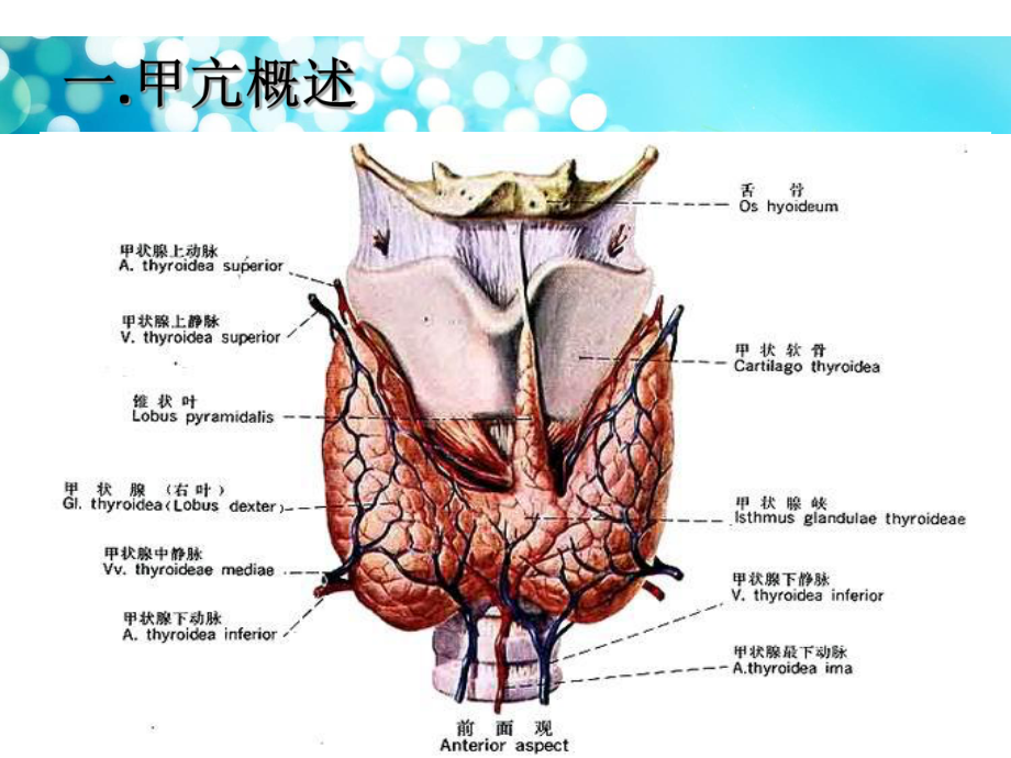 甲状腺功能亢进症手术治疗的麻醉管理课件.ppt_第2页