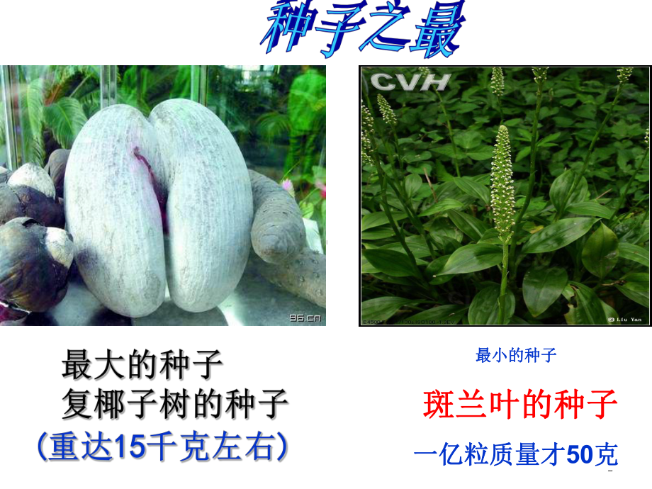 第二节种子植物课件.ppt_第2页