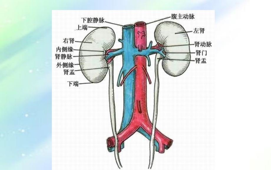 肾脏内分泌知识课件-PPT.ppt_第3页