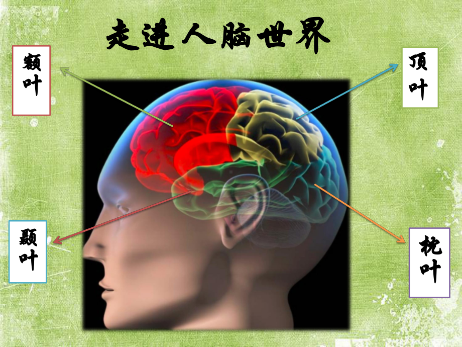 脑科学的发展对教育的启示ppt课件.ppt_第3页