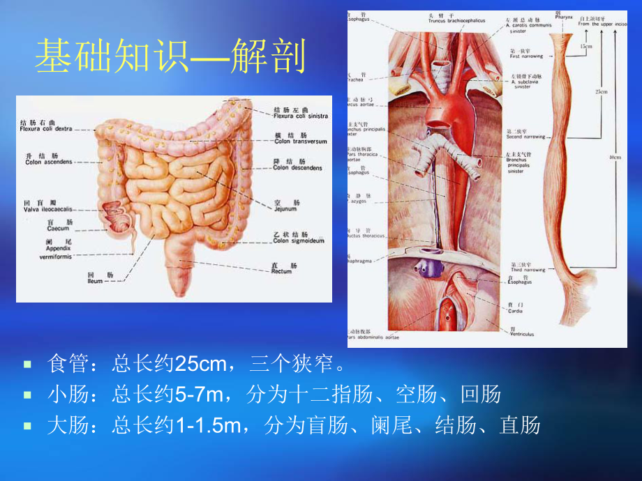 消化系统解剖及EMR与ESDPPT课件.ppt_第3页