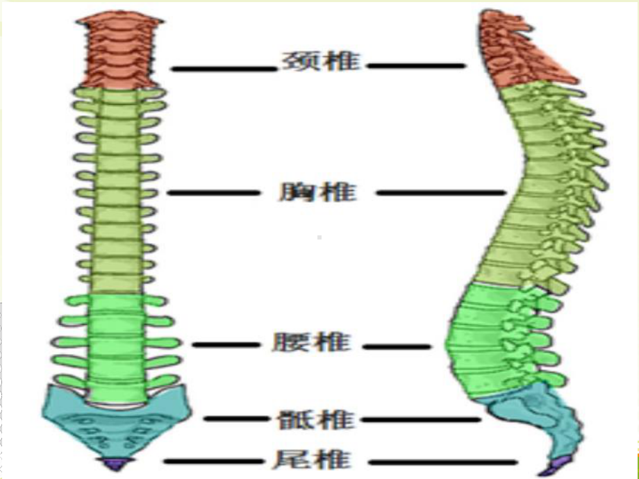 脊柱侧弯宣传稿PPT培训课件.ppt_第3页