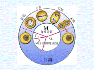 细胞分裂、遗传和变异(复习)课件.ppt