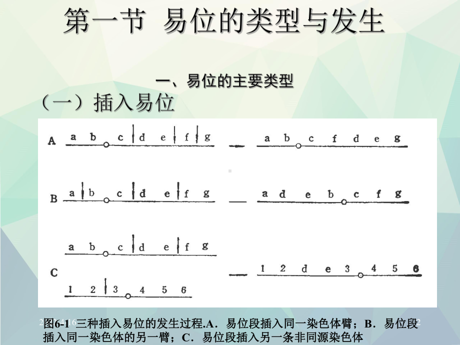 第六章染色体易位Ppt课件.ppt_第2页