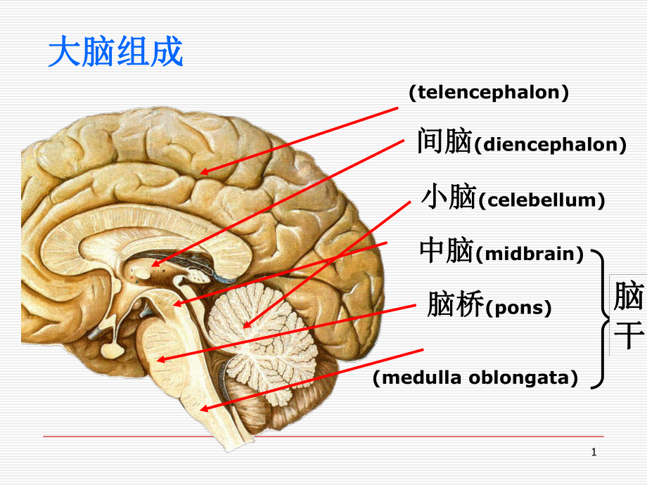 脑叶功能-ppt课件.ppt_第1页