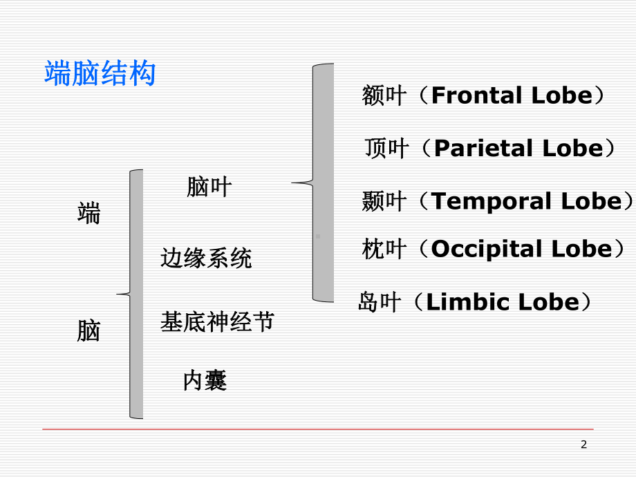 脑叶功能-ppt课件.ppt_第2页