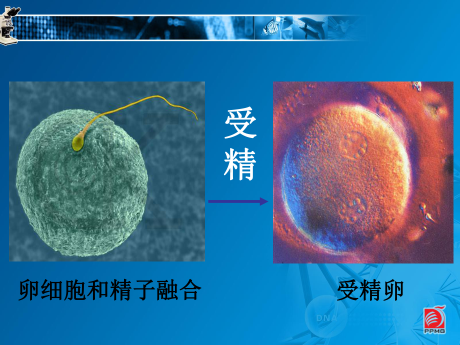 苏科版初中生物八上第七单元20.1《动物的生殖》课件(31张)(共31页).ppt_第3页