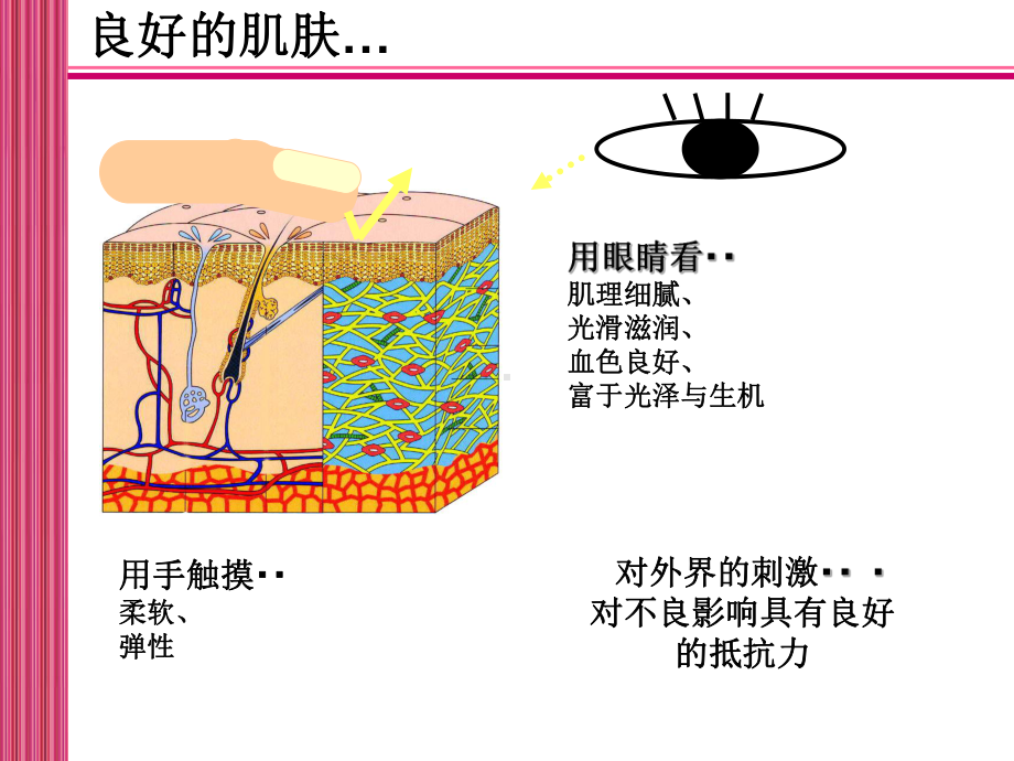 秋季皮肤护理重点PPT培训课件.ppt_第3页