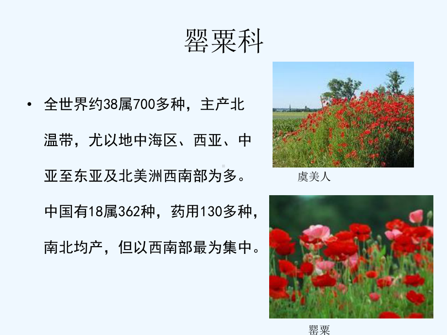 罂粟科十字花科景天科蔷薇科药用植物学与生药学(ppt)课件.ppt_第3页