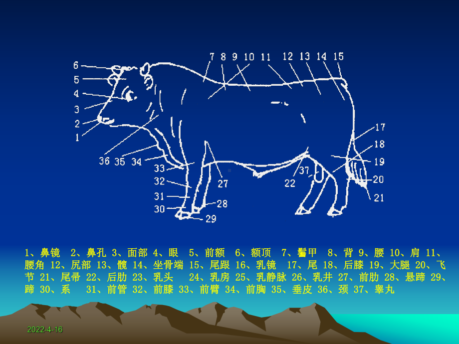 肉牛体质外貌特点课件.pptx_第3页