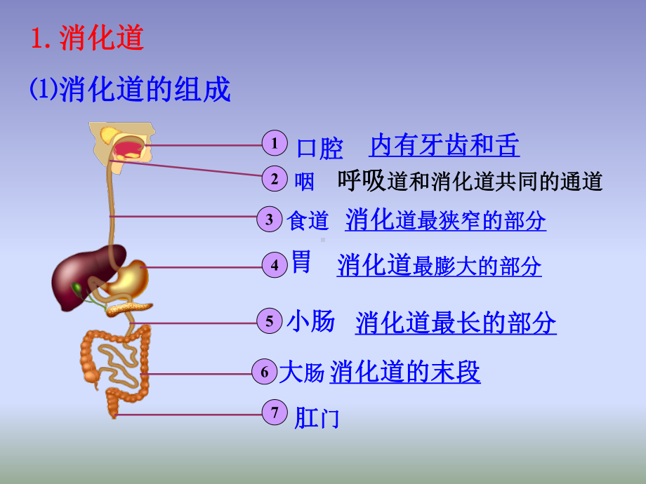 苏教版七年级下册生物课件：9.2人体的消化与吸收-(共37页).ppt_第3页