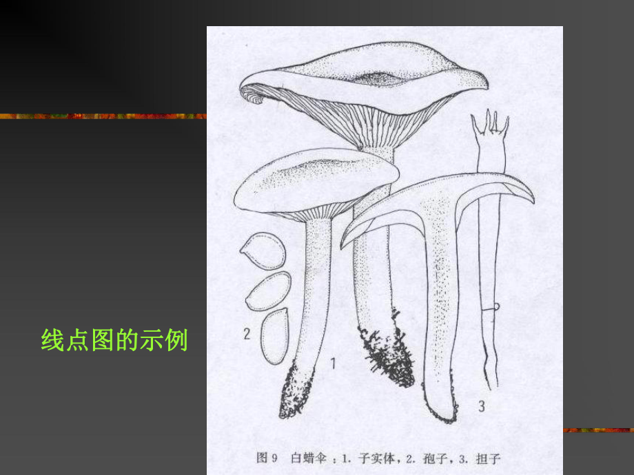 生物绘图中的点线起稿构图课件.pptx_第2页