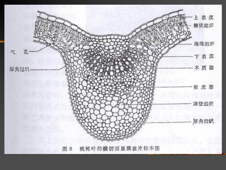 生物绘图中的点线起稿构图课件.pptx_第3页