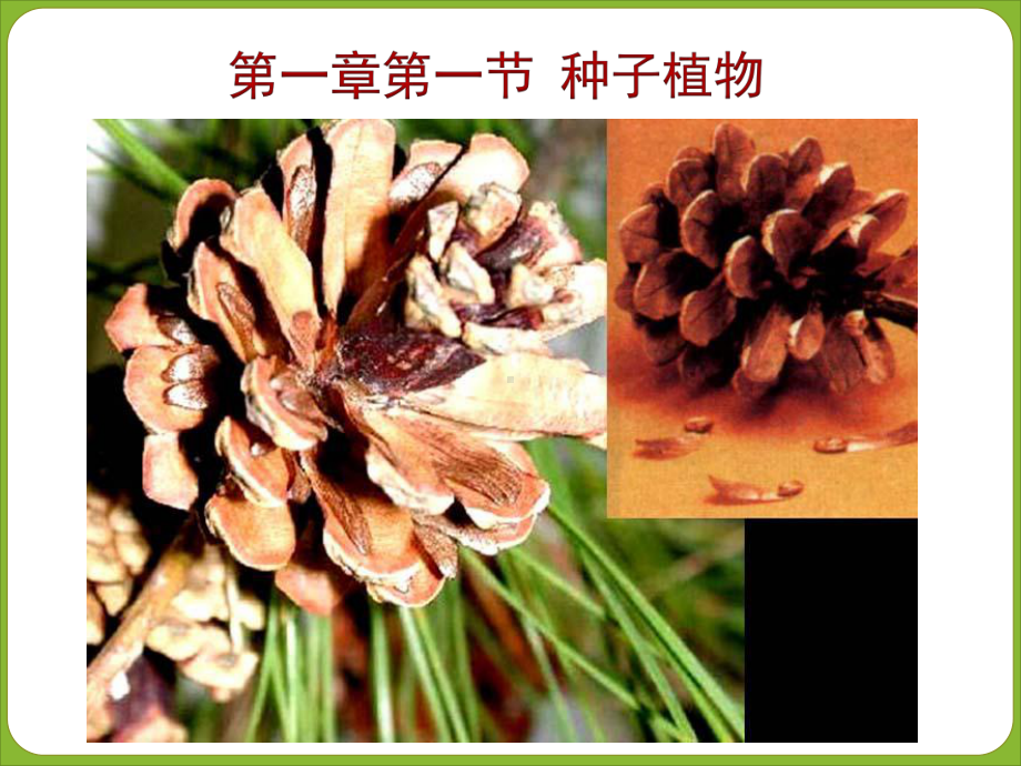 种子植物-完整公开课PPT课件.ppt_第2页