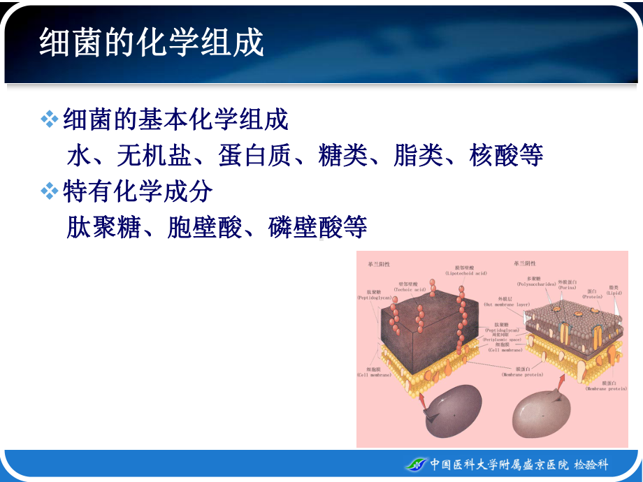 第2章-细菌的生理与遗传变异PPT课件.ppt_第3页