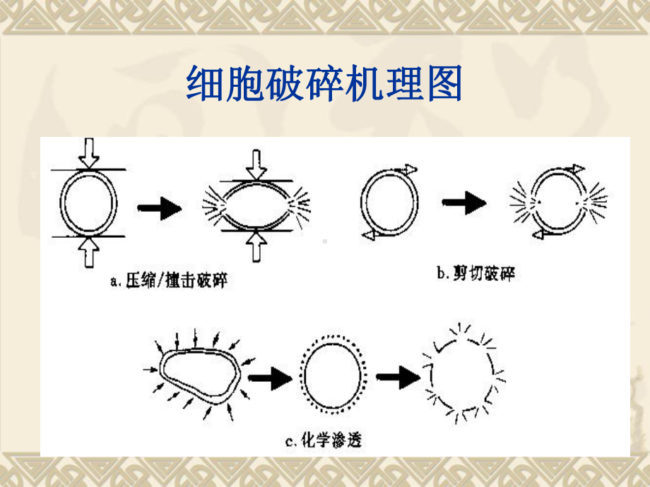 细胞破碎PPT课件.ppt_第3页