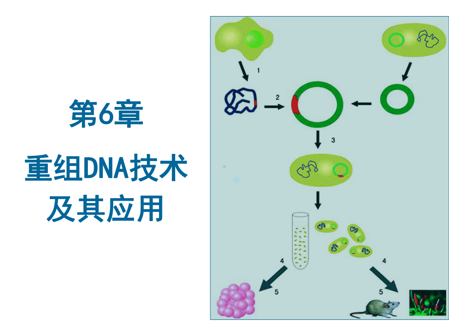 第六章.重组DNA技术课件.ppt_第1页