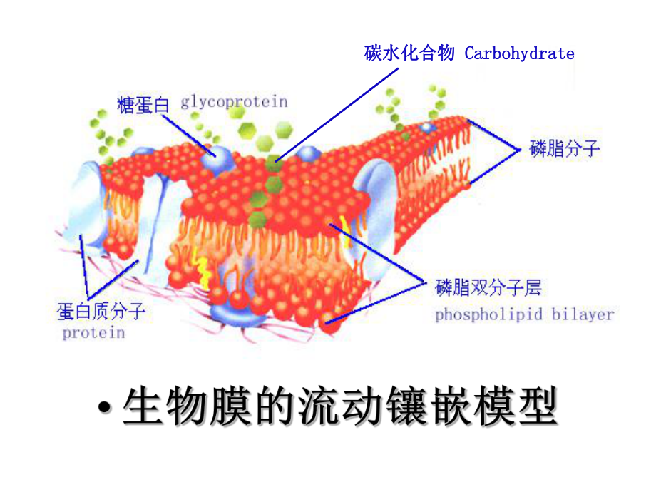 第一轮复习：物质跨膜运输的方式课件.ppt_第2页