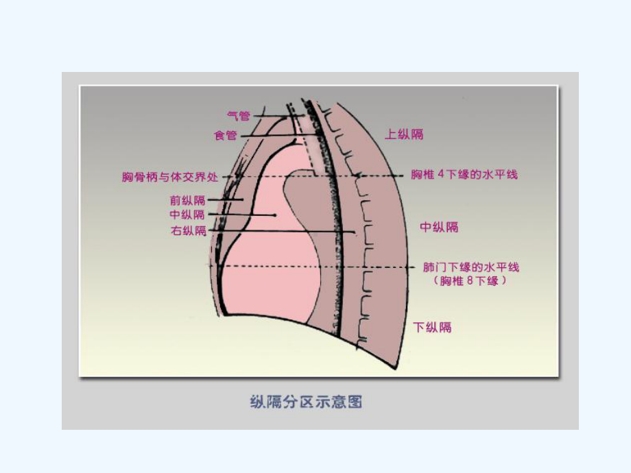 纵膈肿瘤影像诊断课件.pptx_第2页