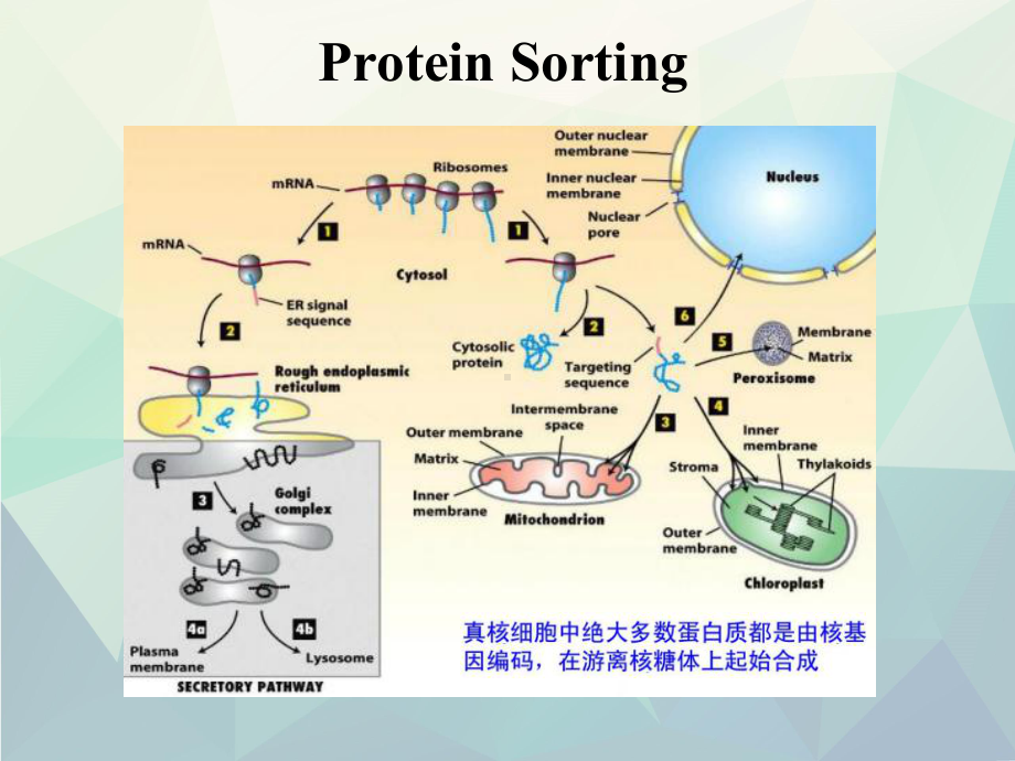 细胞生物学翟中和编蛋白质分选与膜泡运输课件.ppt_第1页