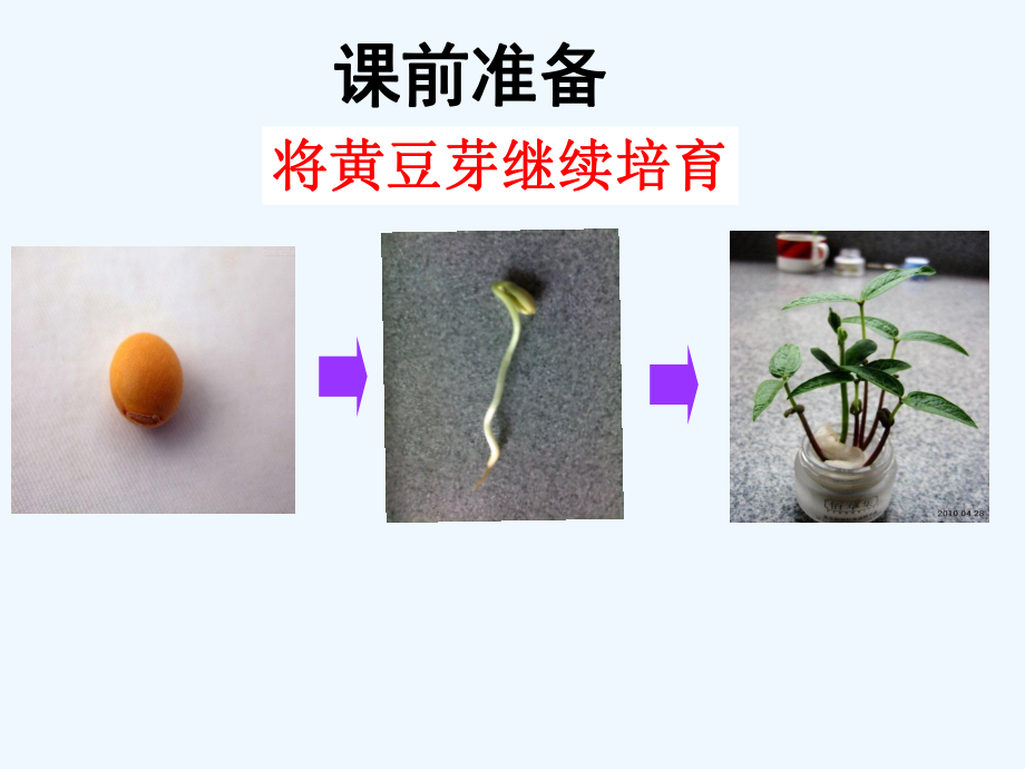 科普教育-植物的生长课件.pptx_第1页