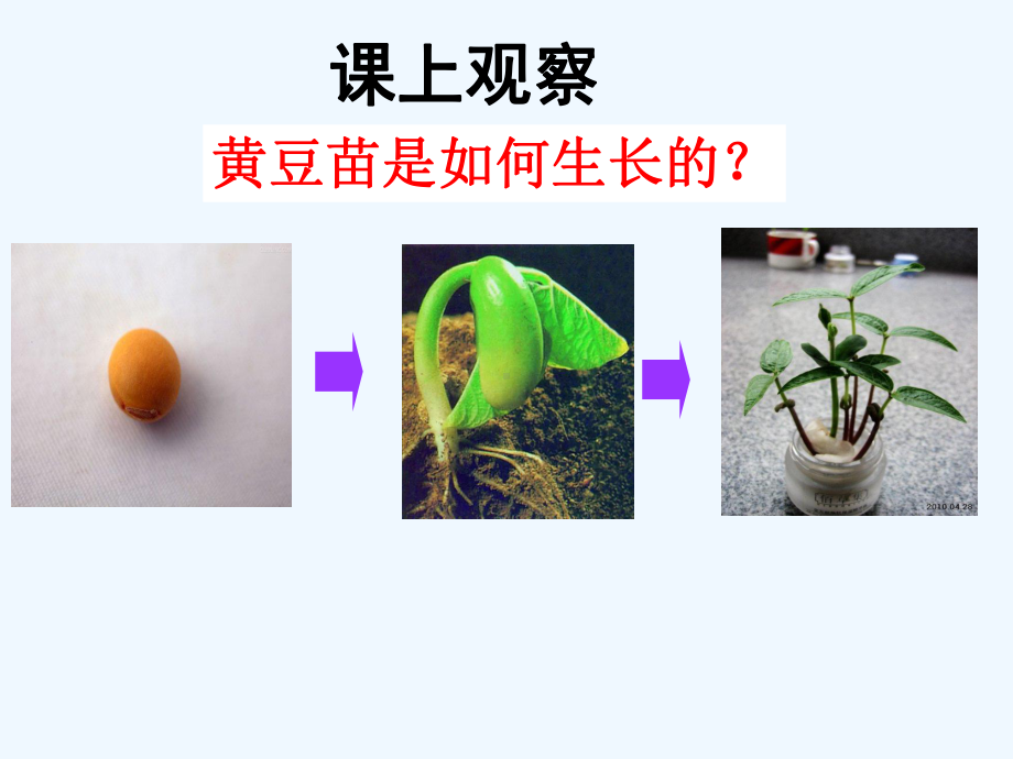 科普教育-植物的生长课件.pptx_第2页