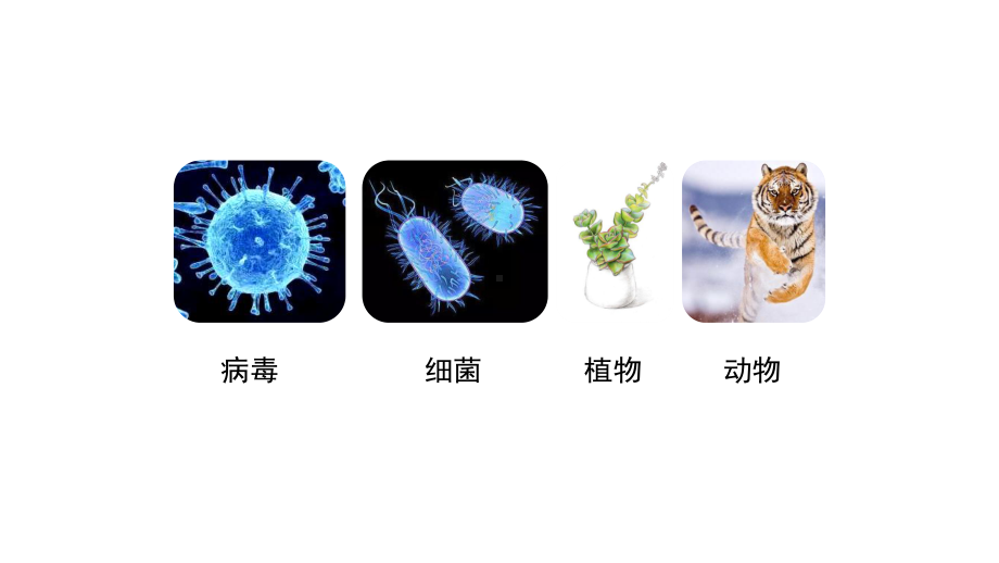 第四章生物大分子第二节蛋白质 ppt课件（2019）新人教版高中化学高二选择性必修三.pptx_第2页