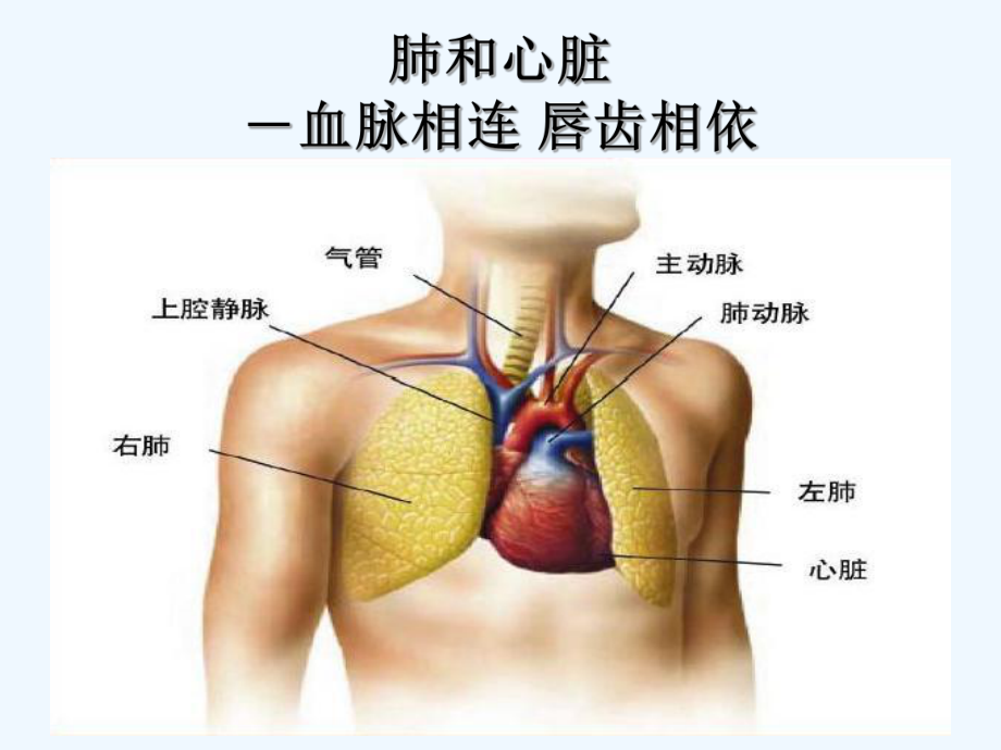 肺动脉高压与慢性肺源性心脏病(ppt)课件.ppt_第3页