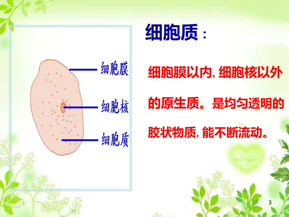 细胞器的结构和功能PPT课件.ppt_第3页