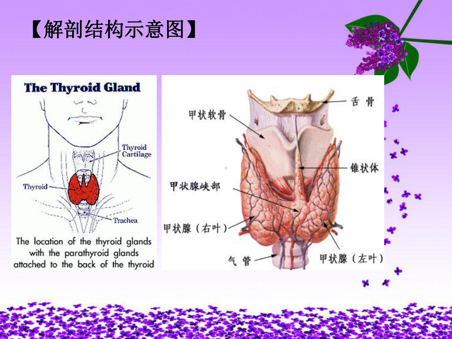 甲状腺危象病人的护理精品PPT课件.pptx_第2页