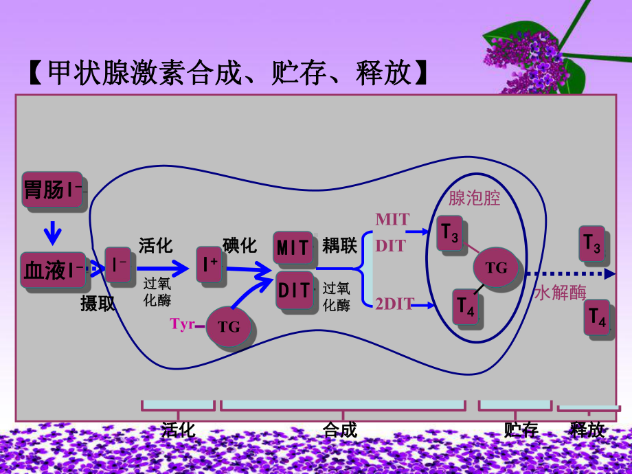 甲状腺危象病人的护理精品PPT课件.pptx_第3页