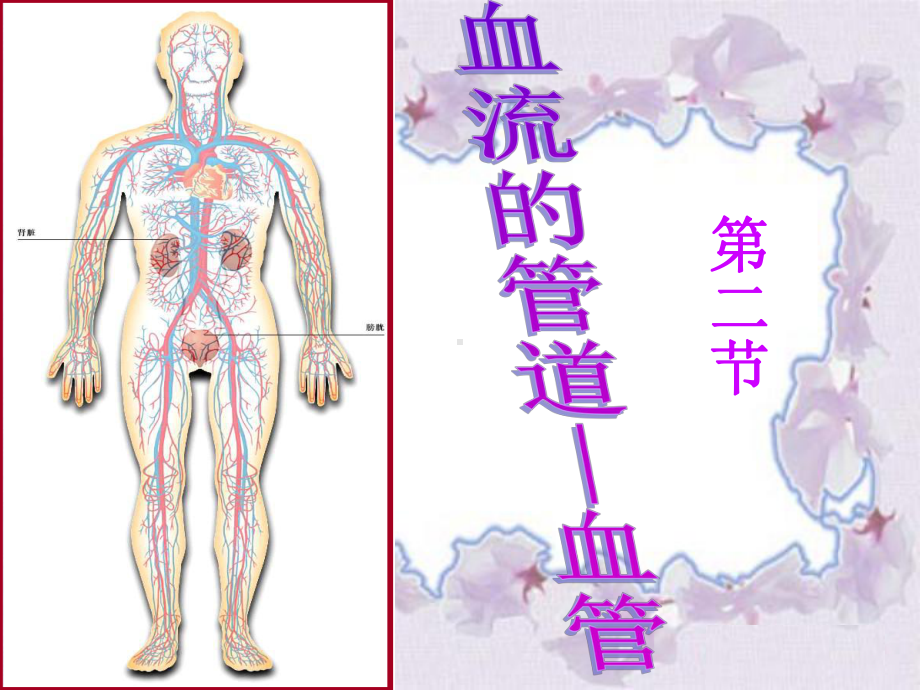 第二节血流的管道血管PPT课件.ppt_第1页