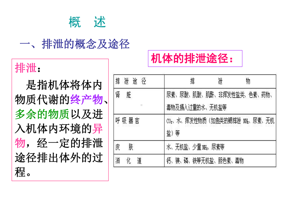 生理学肾脏的排泄功能课件.pptx_第2页