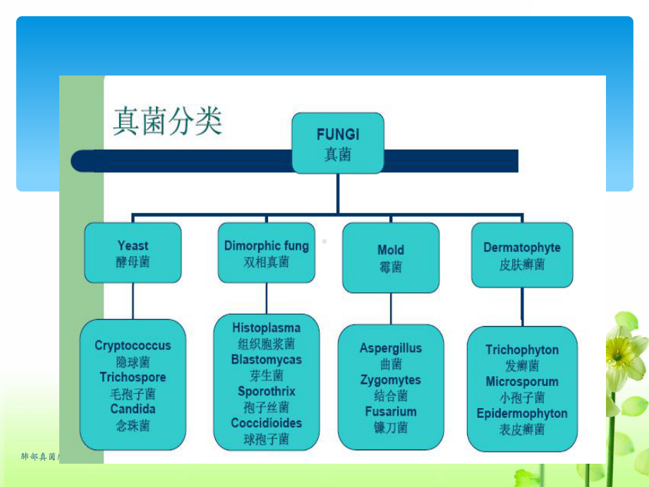 肺部真菌感染课件.ppt_第2页